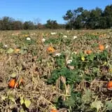 Gieringers Family Orchard & Berry Farm photo