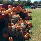 Gieringers Family Orchard & Berry Farm photo