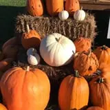 Gieringers Family Orchard & Berry Farm photo