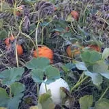 Gieringers Family Orchard & Berry Farm photo