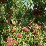 Gieringers Family Orchard & Berry Farm photo