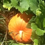 Gieringers Family Orchard & Berry Farm photo