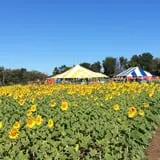 Gieringers Family Orchard & Berry Farm photo
