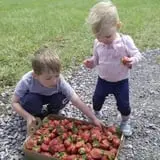 Gieringers Family Orchard & Berry Farm photo