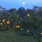 Gieringers Family Orchard & Berry Farm photo