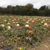 Gieringers Family Orchard & Berry Farm photo