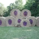 Gieringers Family Orchard & Berry Farm photo