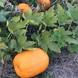 Gieringers Family Orchard & Berry Farm photo