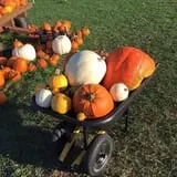 Gieringers Family Orchard & Berry Farm photo