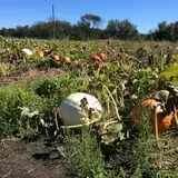Gieringers Family Orchard & Berry Farm photo