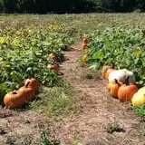 Gieringers Family Orchard & Berry Farm photo