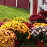 Windy Hill Orchard & Farm Market photo