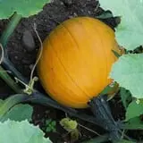 Windy Hill Orchard & Farm Market photo