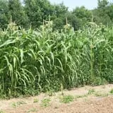 Windy Hill Orchard & Farm Market photo