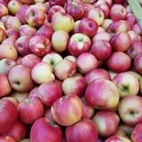 Windy Hill Orchard & Farm Market photo