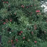 Windy Hill Orchard & Farm Market photo