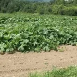 Windy Hill Orchard & Farm Market photo