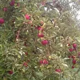 Windy Hill Orchard & Farm Market photo
