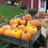 Windy Hill Orchard & Farm Market photo