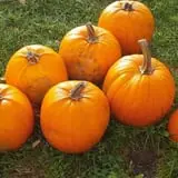 Windy Hill Orchard & Farm Market photo