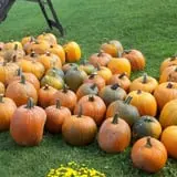 Windy Hill Orchard & Farm Market photo