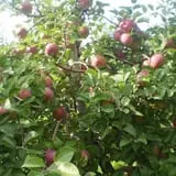 Lone Maple Farm photo