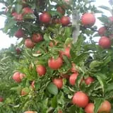 Lone Maple Farm photo