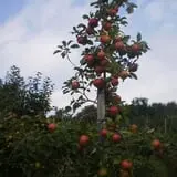 Lone Maple Farm photo