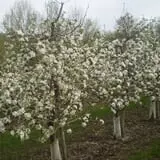 Lone Maple Farm photo