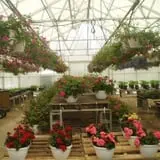 Lone Maple Farm photo