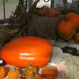 Lone Maple Farm photo