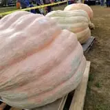 Frerichs Farms photo
