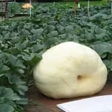 Frerichs Farms photo