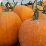 Frerichs Farms photo