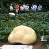 Frerichs Farms photo