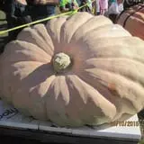 Frerichs Farms photo