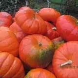 Frerichs Farms photo