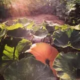 Shady Knoll Farm photo
