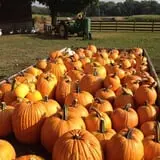 Shady Knoll Farm photo