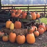 Shady Knoll Farm photo