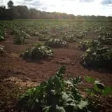 Shady Knoll Farm photo