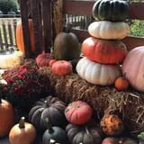Shady Knoll Farm photo