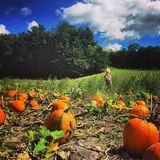 Pond Hill Farm photo