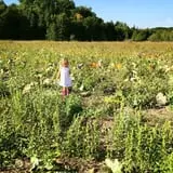Pond Hill Farm photo