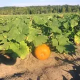 Pond Hill Farm photo