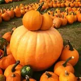 Pond Hill Farm photo
