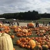 Pond Hill Farm photo