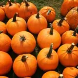 Pond Hill Farm photo