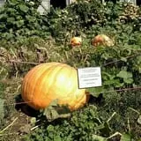 Pond Hill Farm photo