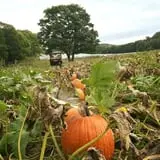 Pond Hill Farm photo
